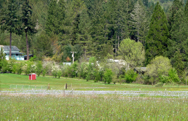 Field of camas Sutherlin OR