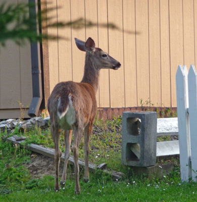 Deer at Timber Valley SKP Park