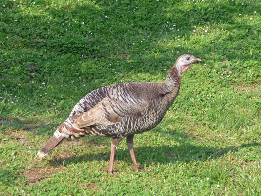 Wild turkey hen Timber Valley SKP Park