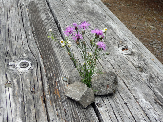 Flowers on picnic table Trail Bridge Campground OR