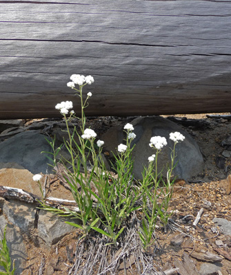 Pearly Everlasting (Anapahlis margaritacea)