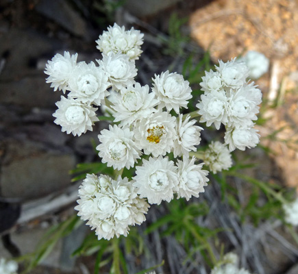 Pearly Everlasting (Anapahlis margaritacea)