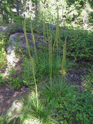 Bear grass gone to seed