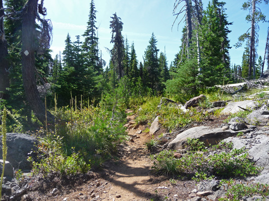 PCT just south of Olallie Lake OR