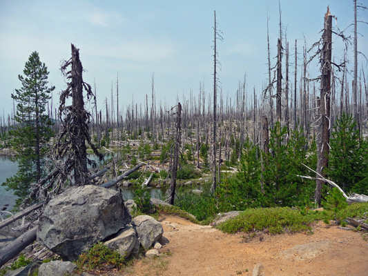 Old burn on north shore of Waldo Lake OR