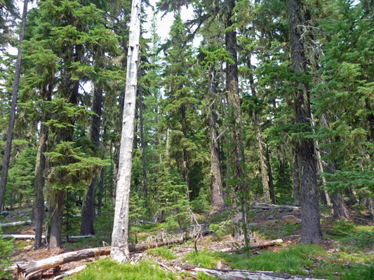 Healthy forest at Waldo Lake OR
