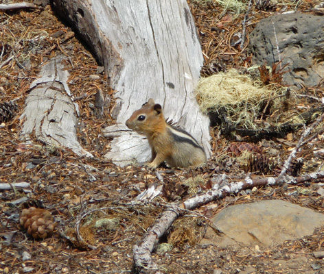 Golden-mantled ground squirrel