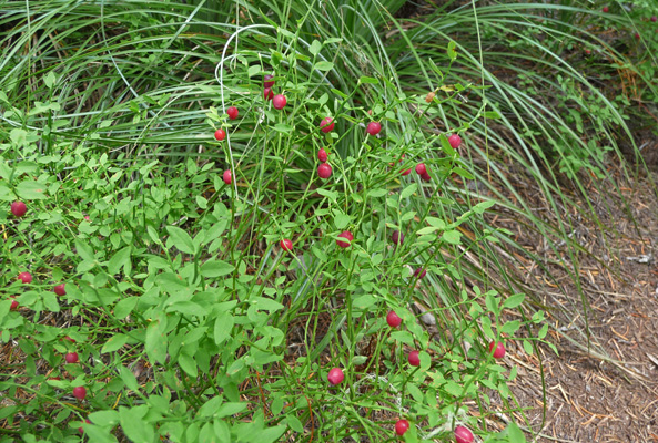 Miniature red huckleberry