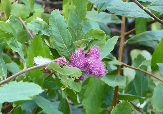 Douglas’ Spirea (Spirea douglasii)