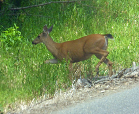 Deer at Taidnapam Park