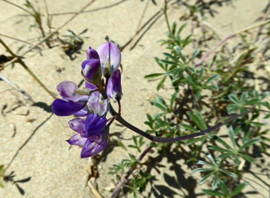 Seashore Lupine (Lupinus littoralis)