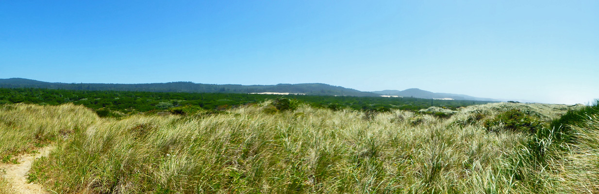 Taylor Dunes from beach