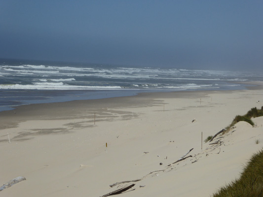 Taylor Dunes Beach OR