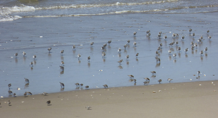Sandpipers Taylor Dunes Beach