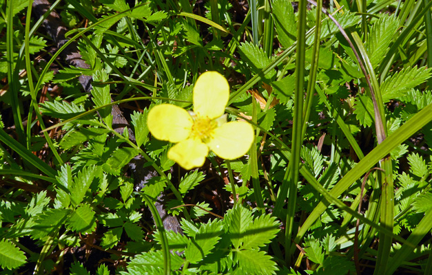  Fivefinger cinquefoil (Potentilla gracilis)