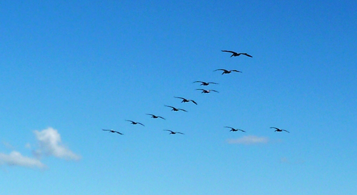 Flock of pelicans Fort Stevens SP