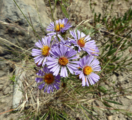 Three-nerved daisy (Erigeron subtrinervis)