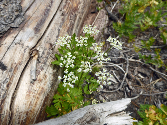 Gairdner's yampah (Perideridia gairdneri)