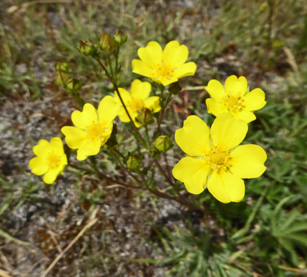 Fivefinger cinquefoil (Potentilla gracilis)