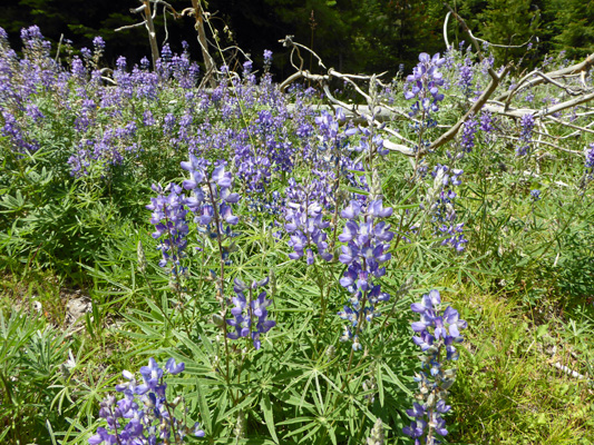 Lupine Conrad Meadows