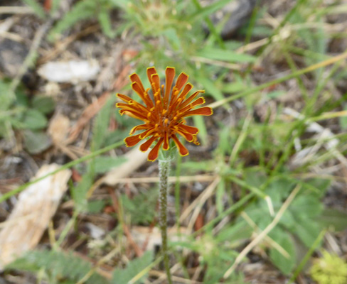 Orange Agoseris (Agoseris aurantiaca)