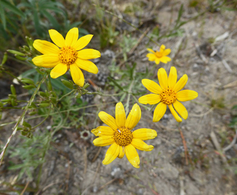 Gold Stars (Crocidium multicaule)