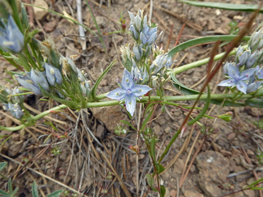 Whitestem frasera (Frasera albicaulis)