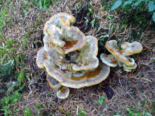 Butte Creek Falls fungus