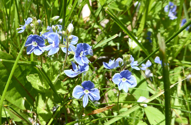 Blue veronica-like flowers