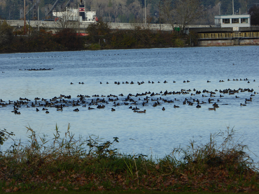 Duck on Marathon Lake Olympia WA