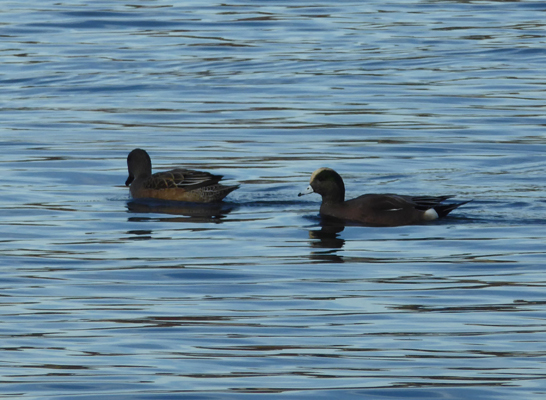 American Wigeons