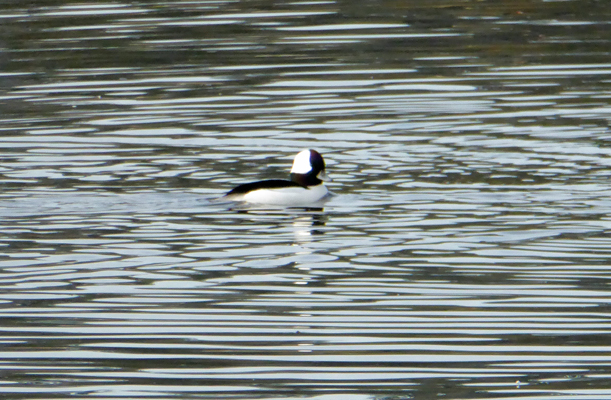 Bufflehead