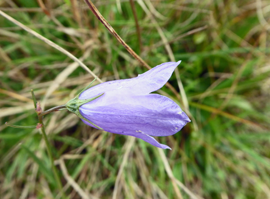 harebell (Campanula rotundifolia)