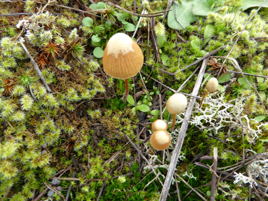 Moss and mushrooms