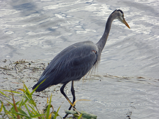 Great Blue Heron Marathon Lake WA