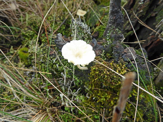 White flower-like mushroom
