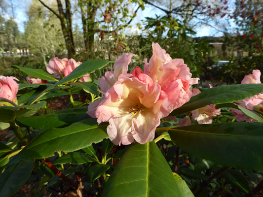 Fall blooming rhododendron