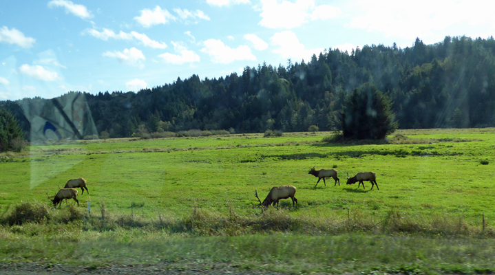 Elk Reedsport