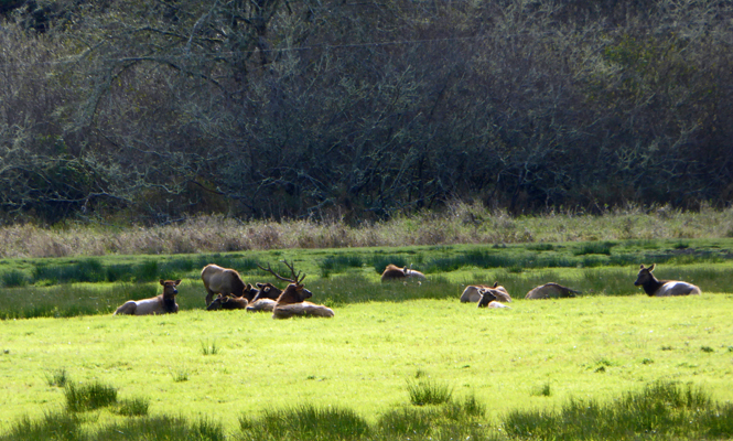 Bull elk and harem Reedsport