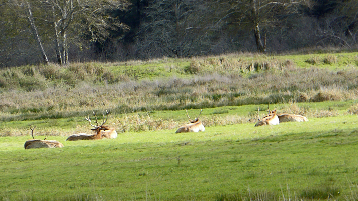 Bull Elk Reedsport