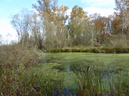 Nisqually wildlife refuge