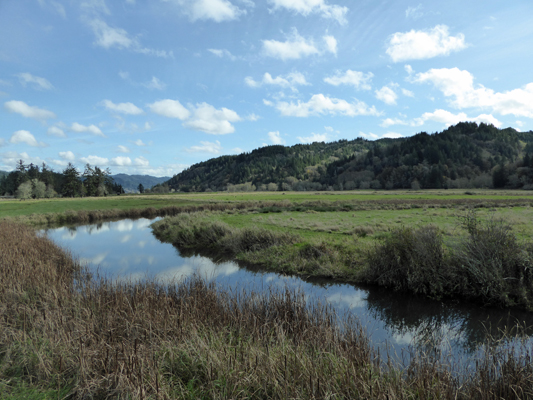 Reedsport Elk Refuge