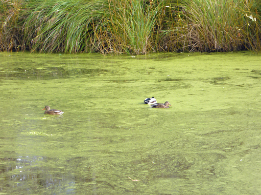 Mallards