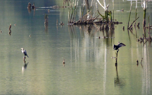 Double Crested Cormorants 