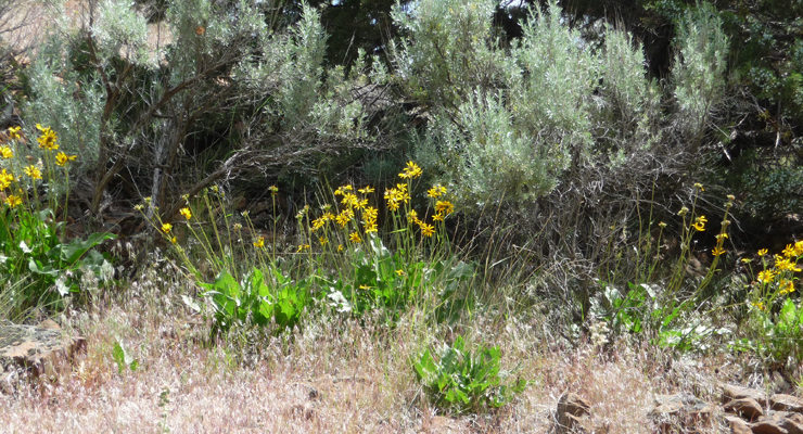 Arrowleaf Balsamroot (Balsamorhiza sagittata)