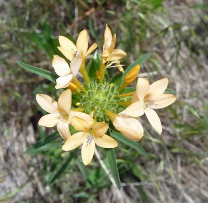 Large-flowered Collomia (Collomia grandiflora)