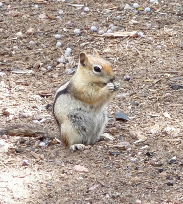 Golden-mantled ground squirrel