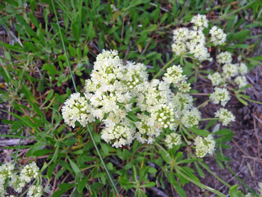 Northern Bedstraw (Galium boreale)