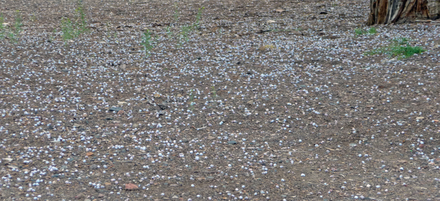 Juniper berries