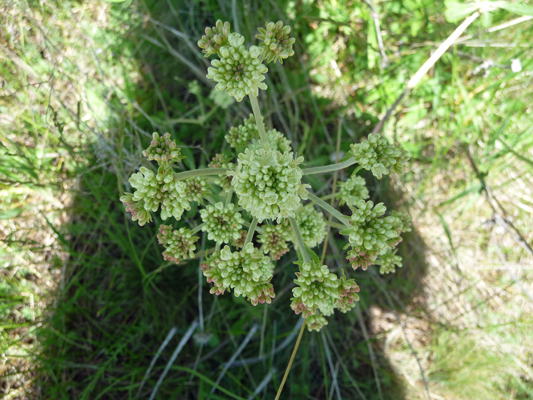 Parsnip-flowered wild buckwheat (Eriogonum heracleoides)